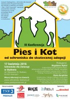 Pies i kot – od schroniska do skutecznej adopcji